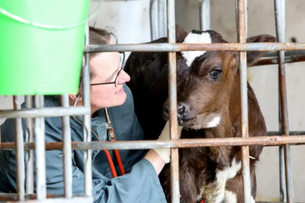 Eine Frau in einem grau-grünen Mantel untersucht ein Kalb in einem Stall. Das Kalb hat ein braunes Fell mit weißen Flecken und steht hinter einem Metallgitter.
