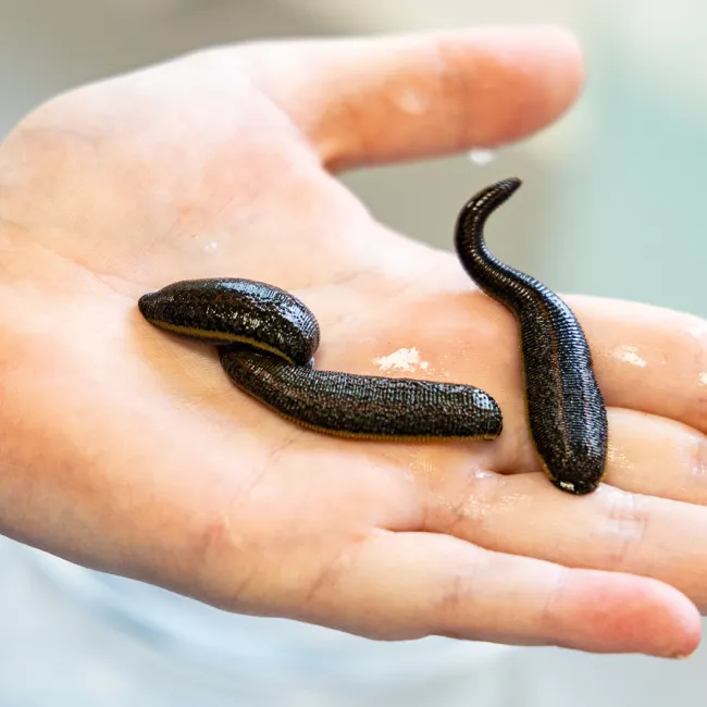 Drei schwarze Blutegel liegen auf einer offenen Handfläche. Die Egel sind länglich und glänzend, mit einer glatten Oberfläche.