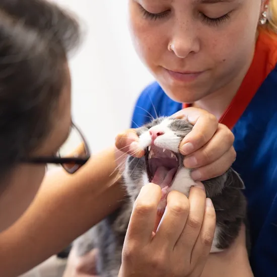 Eine graue Katze wird von einer Person gehalten, während eine andere Person den Mund der Katze öffnet, um die Zähne zu untersuchen.