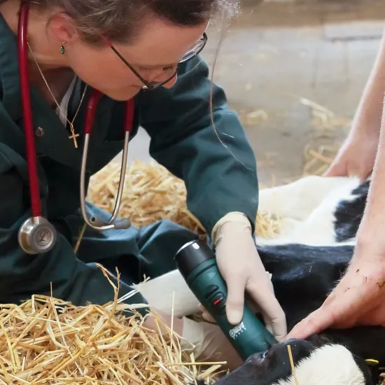 Tierärztin in grünem Kittel mit Stethoskop, untersucht ein Kalb auf Stroh. Sie hält einen elektrischen Rasierer in der Hand.
