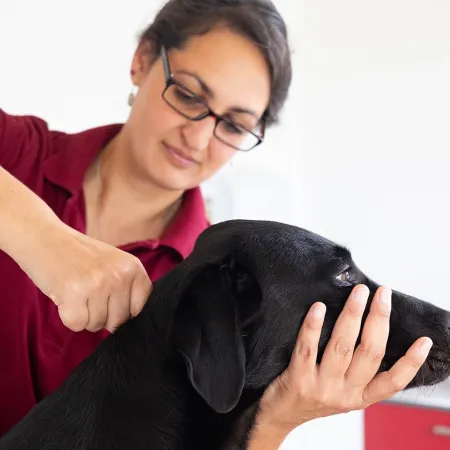 Frau in magenta Hemd und blauer Jeans hält Hinterbein eines Haflingers auf sandigem Boden