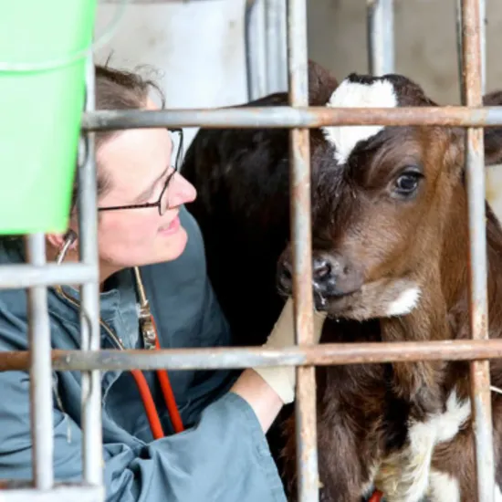 Eine Frau in einem grau-grünen Mantel untersucht ein Kalb in einem Stall. Das Kalb hat ein braunes Fell mit weißen Flecken und steht hinter einem Metallgitter.