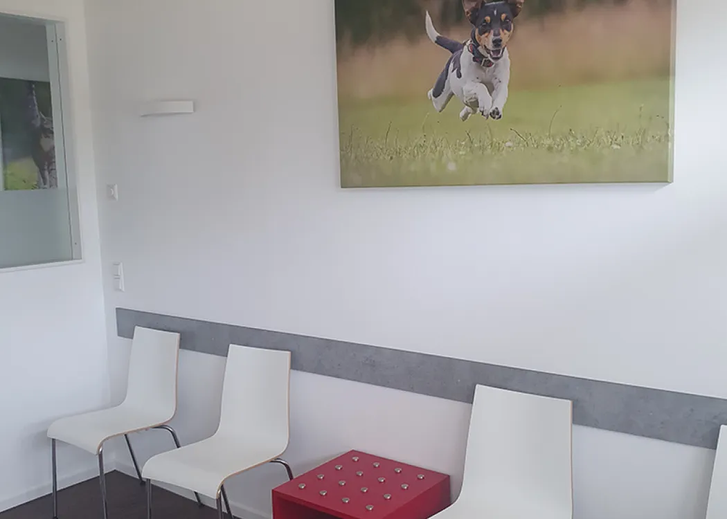 Helles und freundliches Wartezimmer mit weißen Stühlen, kleinem Tisch und großem Tiermotiv an der Wand.