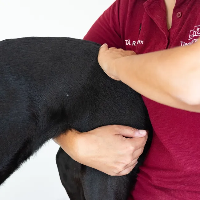 Eine Person mit braunen Haaren in einem roten Poloshirt führt eine chiropraktische Behandlung an einem schwarzen Hund durch. Die Hand der Person liegt auf dem Oberschenkel des Hundes.