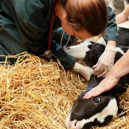 Tierärztin untersucht liegendes schwarz-weißes Kalb auf Stroh, eine weitere Person hält das Kalb