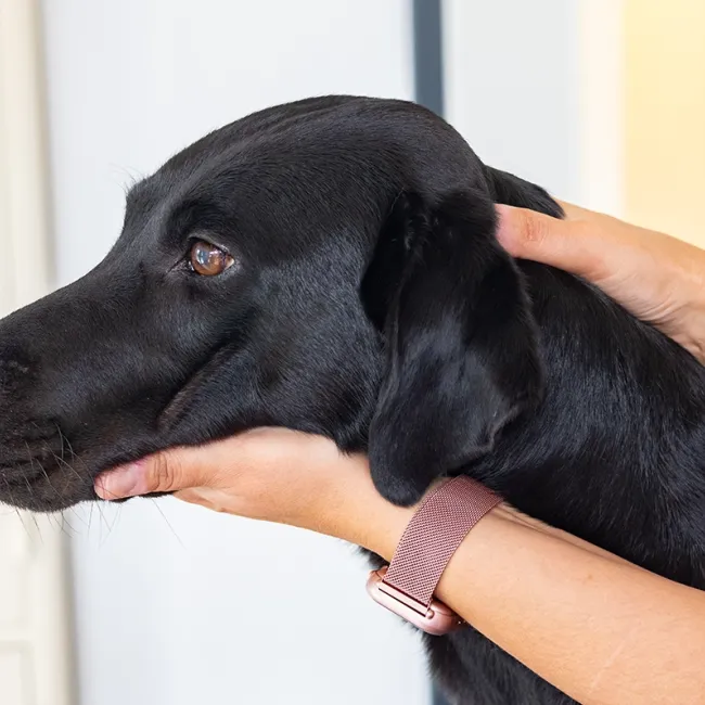 Schwarzer Hund wird von einer Person am Kopf gehalten, während er chiropraktisch beahndelt wird. Die Person hat eine Hand auf dem Kopf des Hundes und die andere Hand unterhalb des Kiens.