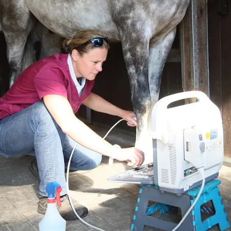 Tierärztin in magenta Kittel mit grünem Stethoskop untersucht weißes Pony mit rosa Halfter im Freien