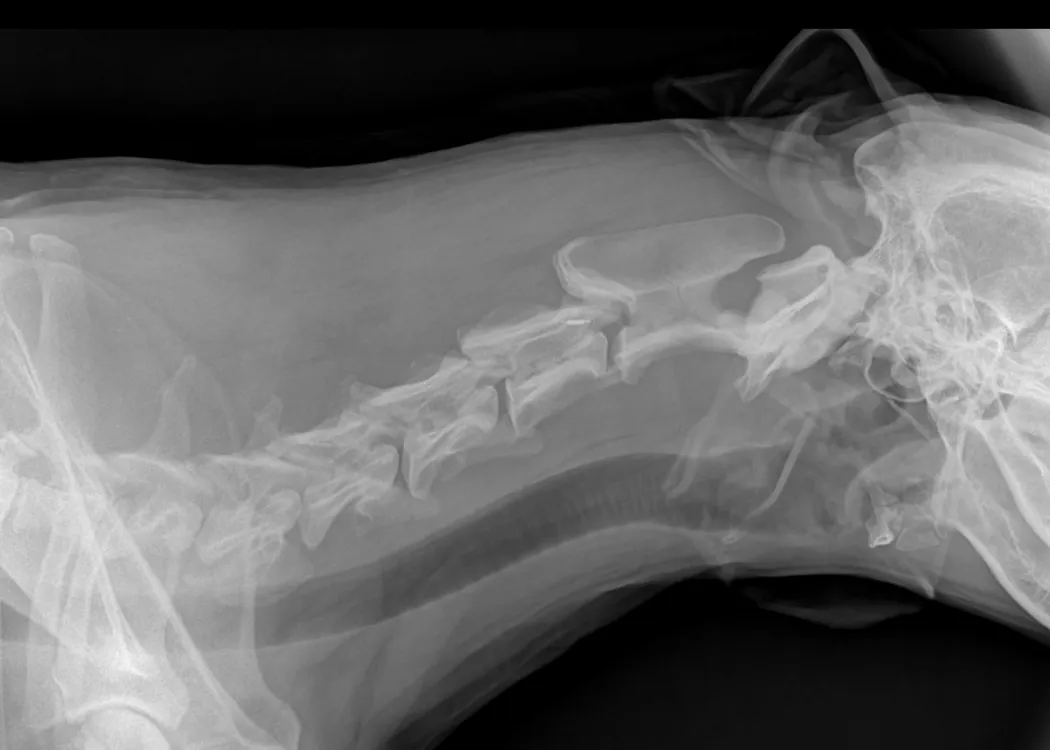 Röntgenbild der Halswirbelsäule eines Hundes, aufgenommen zur tierärztlichen Untersuchung und Diagnostik.