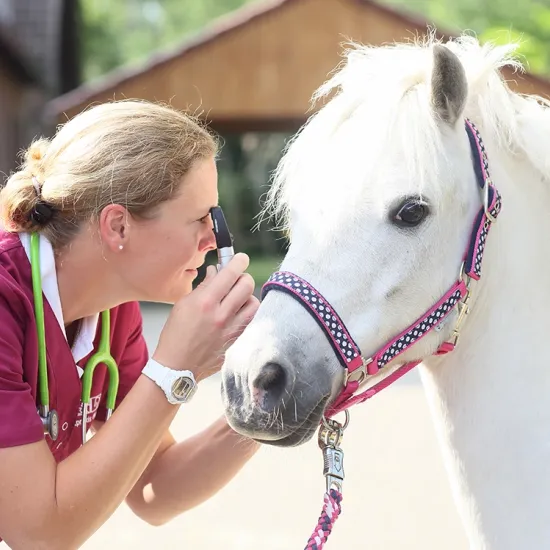 Eine Tierärztin untersucht das Auge eines weißen Ponys. Das Pony trägt ein pinkfarbenes Halfter mit Glitzer.