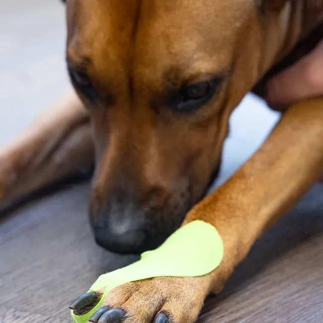 Pfote eines Hundes mit grünem Tape umwickelt, auf einem Holzboden. Die Krallen sind sichtbar. Der Hund schnuppert am Tape.