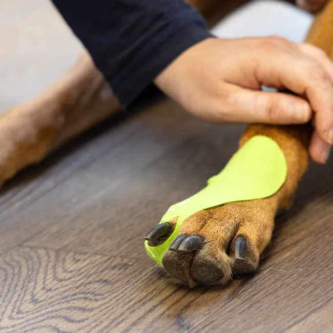 Eine Person hat ein grünes Tape an der Pfote eines Hundes angebracht. Der Hund liegt auf einem Holzboden. Die Hände der Person sind sichtbar.
