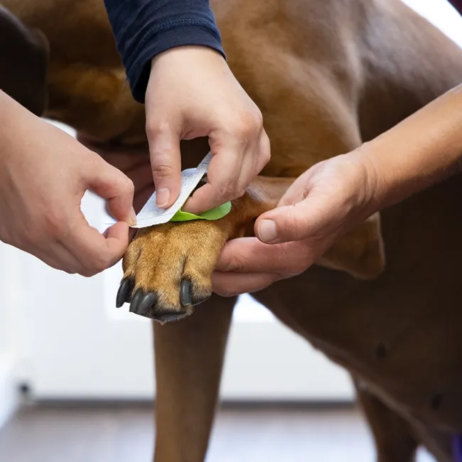 Eine Person bringt ein Tape auf die Vorderpfote eines Hundes an. Der Hund hat braunes Fell und sitzt ruhig. Die Hände der Person sind sichtbar, während sie das Tape vorsichtig positioniert.