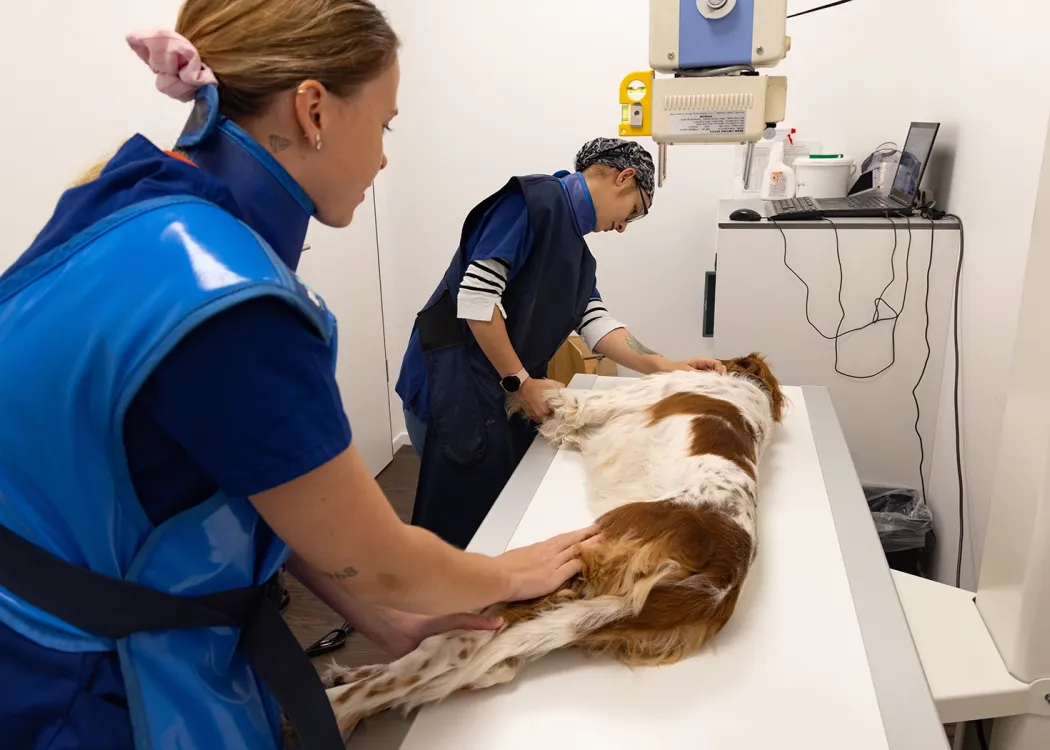 Tierärztin positioniert einen Hund für eine digitale Röntgenaufnahme im Behandlungsraum der Praxis.