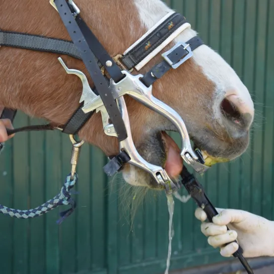 Ein Pferd mit einem Zahnbehandlungsgerät im Maul, gehalten von einer Person. Eine zweite Person hält das Pferd mit einem Halfter und einem Strick..