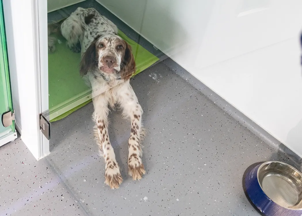 Hund liegt in der Station der Tierarztpraxis auf einer grünen Decke, daneben steht ein Wassernapf.