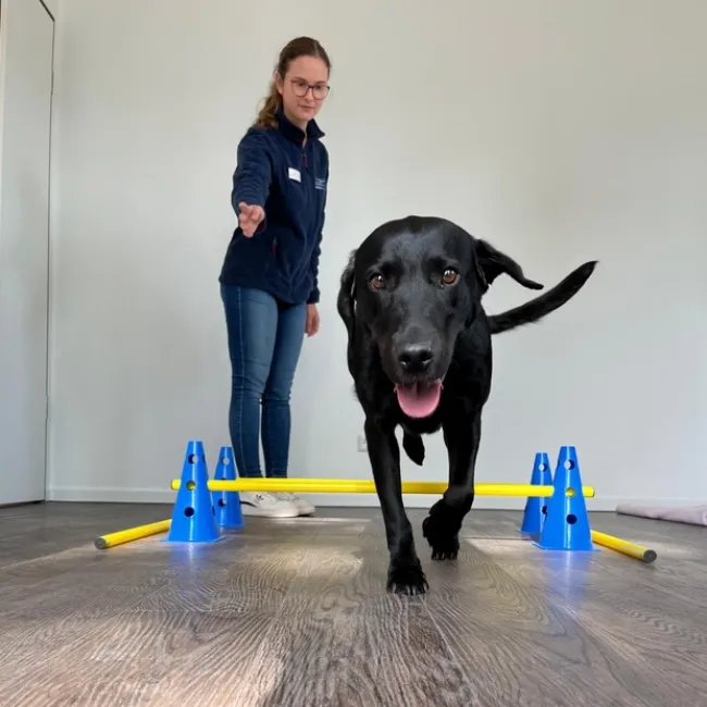 Eine Tierphysiotherapeutin in blauer Kleidung führt einen schwarzen Labrador über ein niedrig aufgebautes Hindernis aus gelben Stangen und blauen Kegeln. Der Hund läuft freudig und motiviert auf die Kamera zu