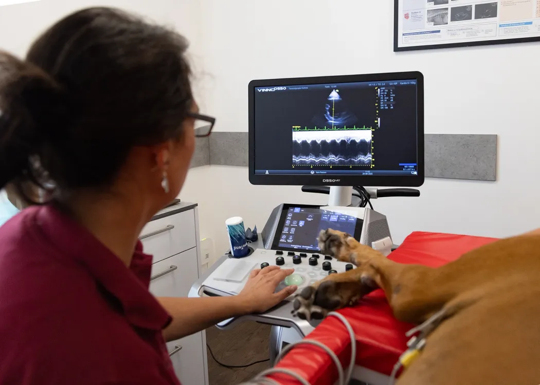 Tierärztin führt Herzultraschall bei einem Hund durch, der auf dem Untersuchungstisch liegt – moderne tiermedizinische Diagnostik.