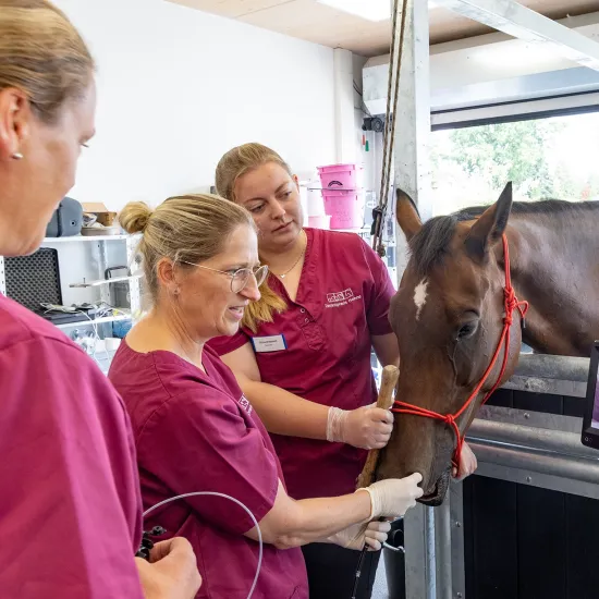 Drei Tierärztinnen in magenta Oberteilen stehen neben einem braunen Pferd, das an einem Halfter gehalten wird. Eine Tierärztin führt eine Bronchoskopie durch und führt dabei ein Bronchoskop in die Nüster des Pferd ein.