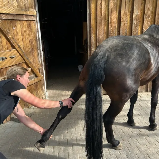 Chiropraktische Mobilisation des Pferdebeins durch Tierärztin im Stall.