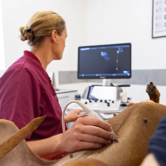 Eine Tierärztin mit einem magenta Oberteil führt einen Ultraschall an einem Hund durch. Der Hund liegt auf dem Rücken auf einem Tisch, während ein Monitor mit Ultraschallbilder im Hintergrund sichtbar ist.