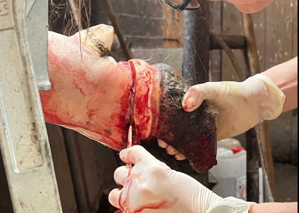 Tierärztin führt im Stall eine Operation an einer Kuh durch, bei der eine erkrankte Klaue amputiert wird; die blutige Klaue wird von der Hand der Tierärztin gehalten.