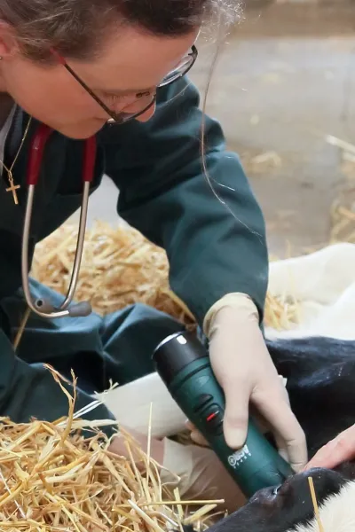 Tierärztin in grünem Kittel mit Stethoskop, untersucht ein Kalb auf Stroh. Sie hält einen elektrischen Rasierer in der Hand.