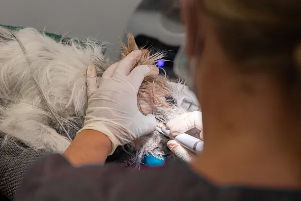 Eine Tierärztin ist von hinten zu sehen, wie sie mit weißen Handschuhen eine Zahnbehandlung bei einem kleinen, weißen Hund durchführt. Der Hund liegt auf einem Tisch, während die Tierärztin ein die Zähne reinigt