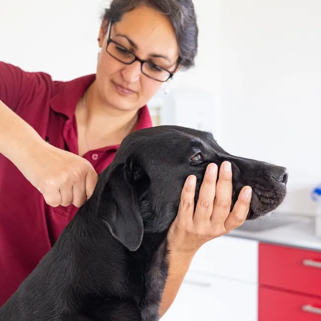Eine Person mit rotem Poloshirt hält einen schwarzen Hund am Kopf, während sie eine chiropraktische Behandlung duchführt.