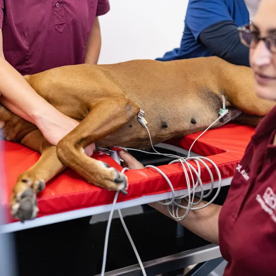 Ein Hund liegt auf einem Untersuchungstisch mit mehreren Kabeln und Sensoren am Bauch. Eine Person hält den Hund, während eine andere einen Herzultraschall durchführt. Der Blick der Tierärztin ist auf einen Monitor gerichtet.