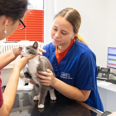Eine grau-weiße Katze wird von einer Person mit blauem Oberteil gehalten, während eine Tierärztin mit rotem Poloshirt die Katze untersucht. Im Hintergrund sind ein Computer und ein Telefon sichtbar.