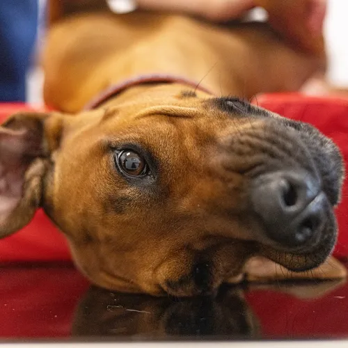 Ein brauner Hund liegt auf dem Rücken auf einer roten Unterlage. Der Hund schaut mit einem großen, runden Auge zur Kamera.