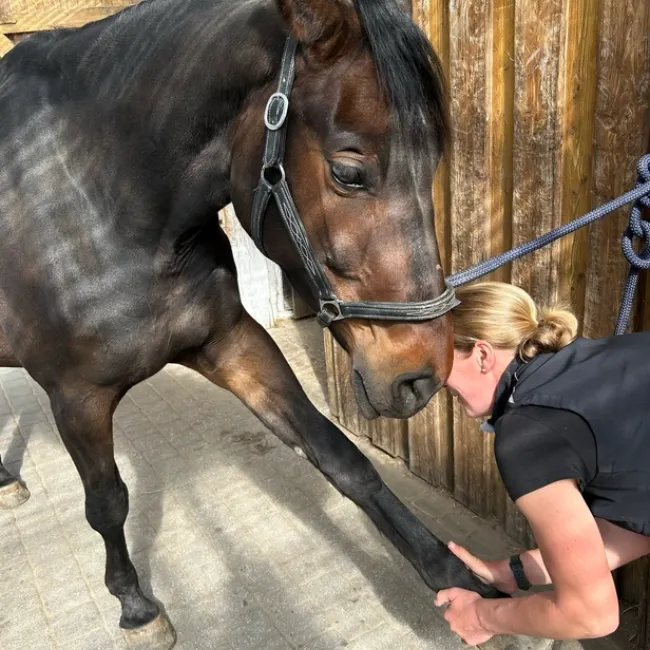 Chiropraktische Mobilisation des Vorderbeins eines brauen Pferdes durch Tierärztin im Stall.