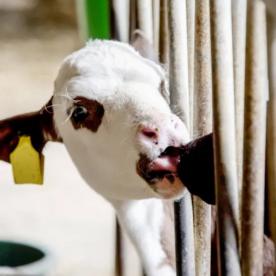 Ein Kalb mit einem weißen Kopf und braunen Flecken schaut durch ein Gitter. Es trägt ein gelbes Ohrmarke und leckt an einem anderen Kalb.