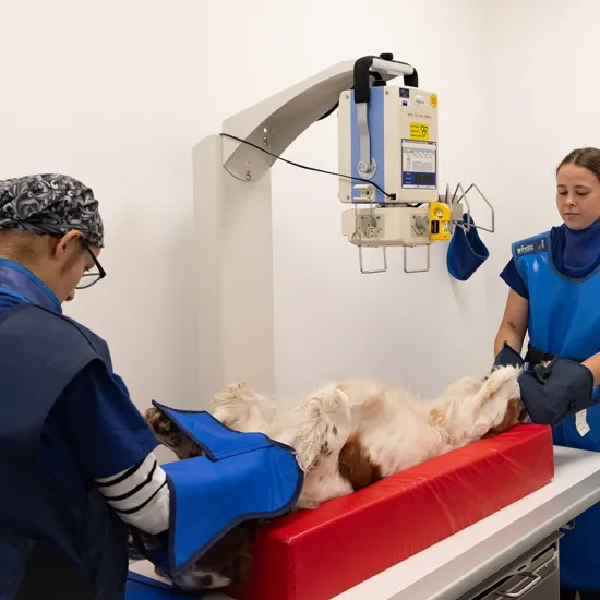Zwei Frauen in blauen Röntgenwesten halten einen Hund auf einem Untersuchungstisch. Ein digitales Röntgengerät ist über dem Hund positioniert.