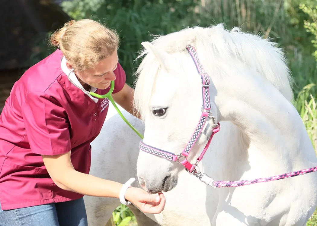 Eine Tierärztin untersucht ein weißes Pferd mit einem Stethoskop. Das Pferd trägt ein pinkes Halfter mit einem Karomuster und blickt Richtung Tierärztin und Stethoskop. Die Tierärztin trägt ein Oberteil in magenta und hält die Hand liebevoll an die Schnauze des Pferdes..