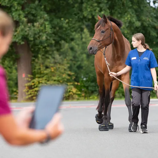 Eine Frau in blauer Arbeitskleidung führt ein braunes Pferd auf einem Weg. Das Pferd trägt ConSteed-Hufschuhe zur computerunterstützten Ganganalyse. Im Hintergrund stehen Bäume.