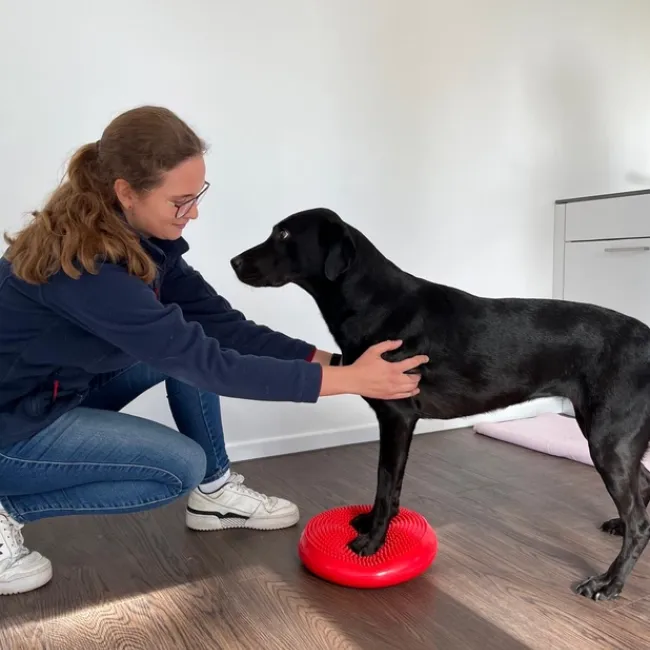 Schwarzer Hund steht auf einem roten Balance-Pad, während eine Person ihn von der Seite stützt. Die Person trägt eine blaue Jacke und Jeans.