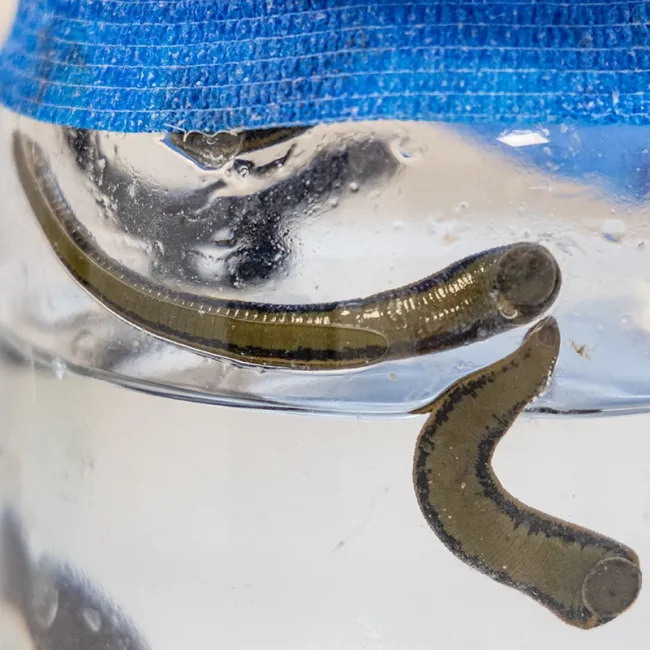 Drei Blutegel schwimmen in einem Glasbehälter mit klarem Wasser. Der Behälter hat einen blauen Deckel.