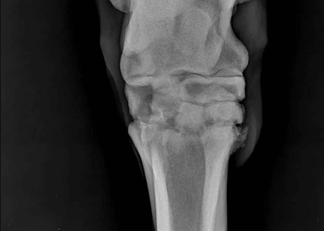 Schwarz-weißes Röntgenbild des Sprunggelenks eines Pferdes, deutlich erkennbar sind die Knochenstrukturen und Gelenkflächen – bildgebende Diagnostik in der Pferdemedizin.