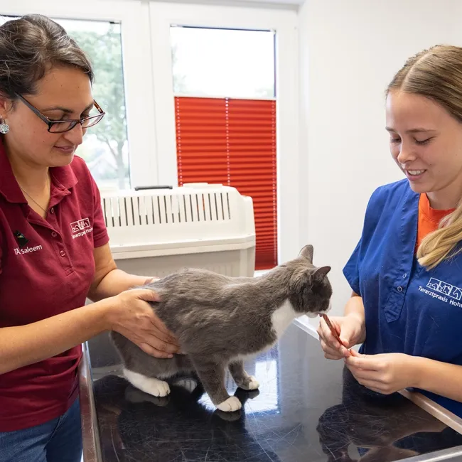 Eine graue Katze steht auf einem Tisch in einer Tierarztpraxis. Eine Person in einem roten Shirt hält die Katze, während eine andere Person in einem blauen Shirt der Katze ein Leckerchen gibt.