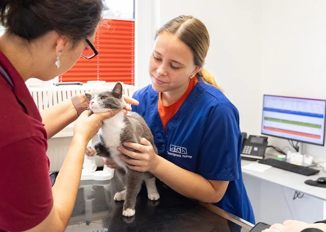 Tierärztin untersucht ein graues Kätzchen auf dem Behandlungstisch, während eine Tierarzthelferin daneben steht, die Katze hält und lächelt.