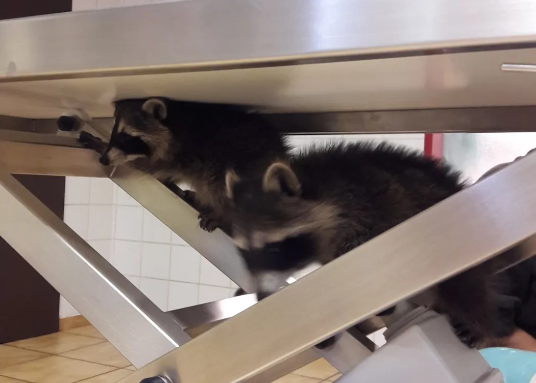zwei Waschbären kletteren auf einem Behandlungstisch im Innenraum einer Tierarztpraxis – ungewöhnliche Besucher und Patienten.