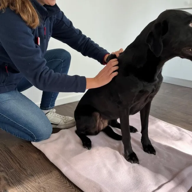 Eine Person kniet neben einem schwarzen Hund, der auf einer rosa Decke sitzt. Die Person massiert den Hund am Rücken.