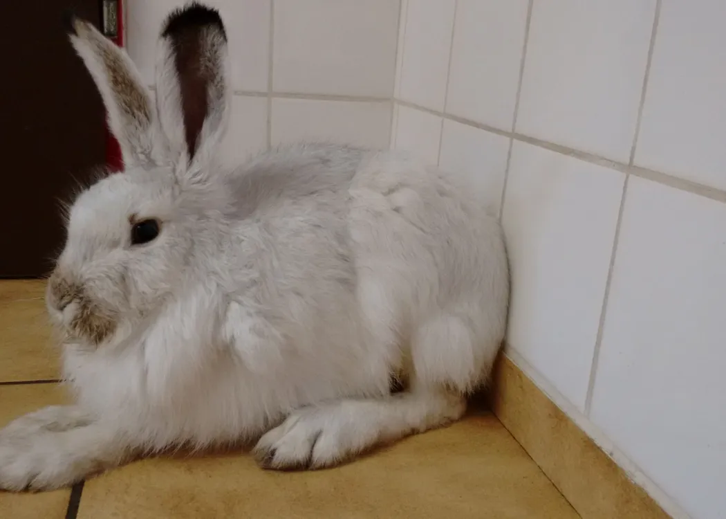 Großer weißer Schneehase sitzt ruhig auf dem Boden der Tierarztpraxis und blickt in die Kamera.