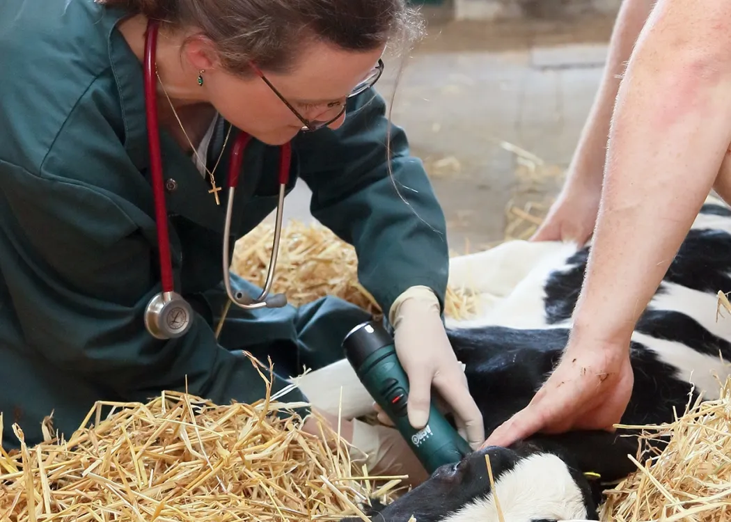 Tierärztin in grünem Kittel mit Stethoskop, untersucht ein Kalb auf Stroh. Sie hält einen elektrischen Rasierer in der Hand.