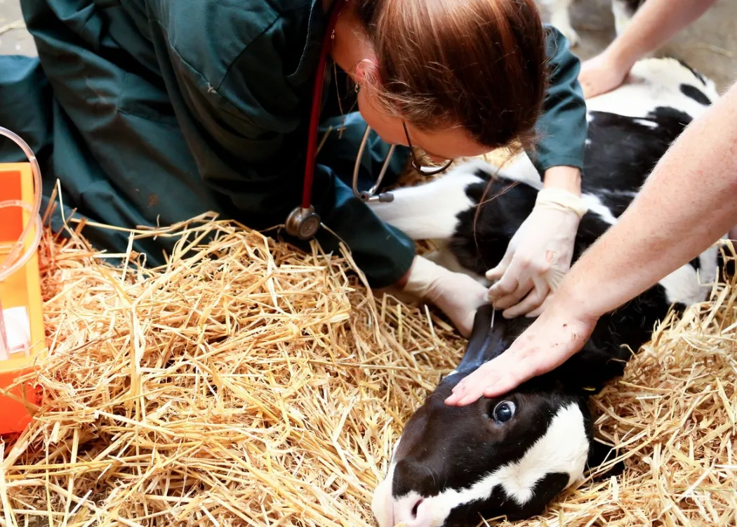 Tierärztin in grünem Kittel mit Stethoskop, untersucht ein Kalb auf Stroh. Sie legt gerade einen Zugang in der Halsvene des Kälbchens.