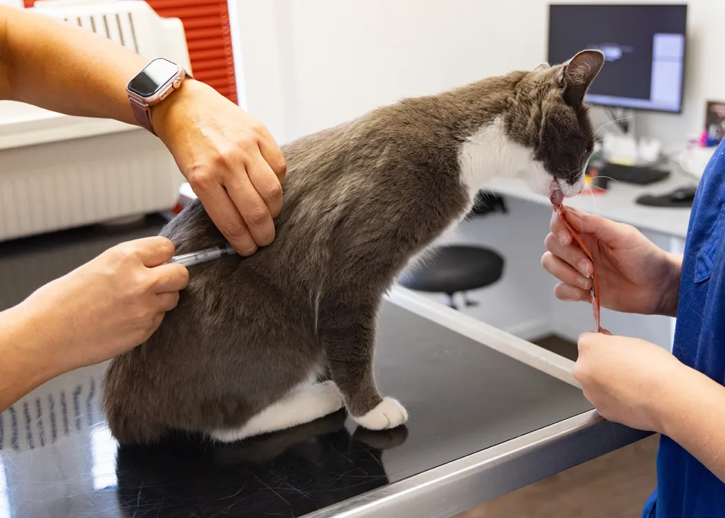 Katze erhält eine Impfung beim Tierarzt, während sie ein Leckerchen bekommt.