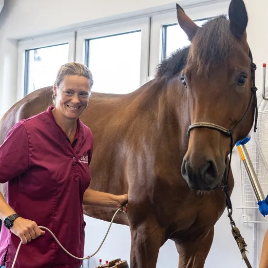 Eine Tierärztin mit magenta Oberteil untersucht ein Pferd mit einem Ultraschallgerät. Das Pferd steht ruhig und trägt ein Halfter. Das Pferd wird von einer lächelnden Fraugehalten. Die Frau trägt ein blaues Oberteil.