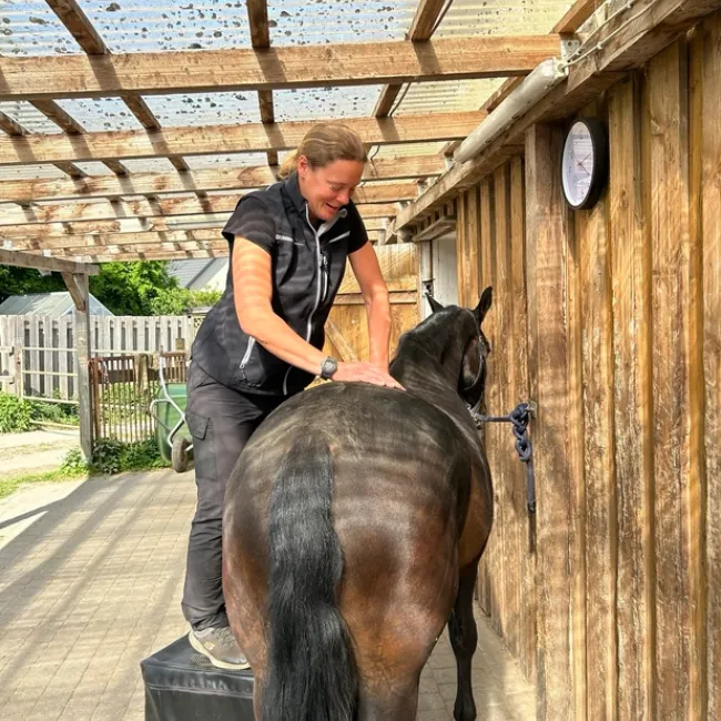 Eine Person in schwarzer Kleidung steht auf einer kleinen Plattform und führt eine chiropraktische Behandlung am Rücken des Pferdes durch. Das Pferd ist braun mit schwarzen Schweif und schwarzer Mähne.