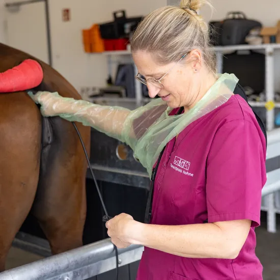 Eine Tierärztin mit magenta Oberteil mit Handschuhen führt eine gynäkologische Untersuchung an einem Pferd durch. Sie hält ein Endoskop in den Hinterleib des Pferdes.